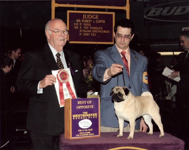 Crickett - 2008 Westminster Kennel Club Best of Opposite Sex